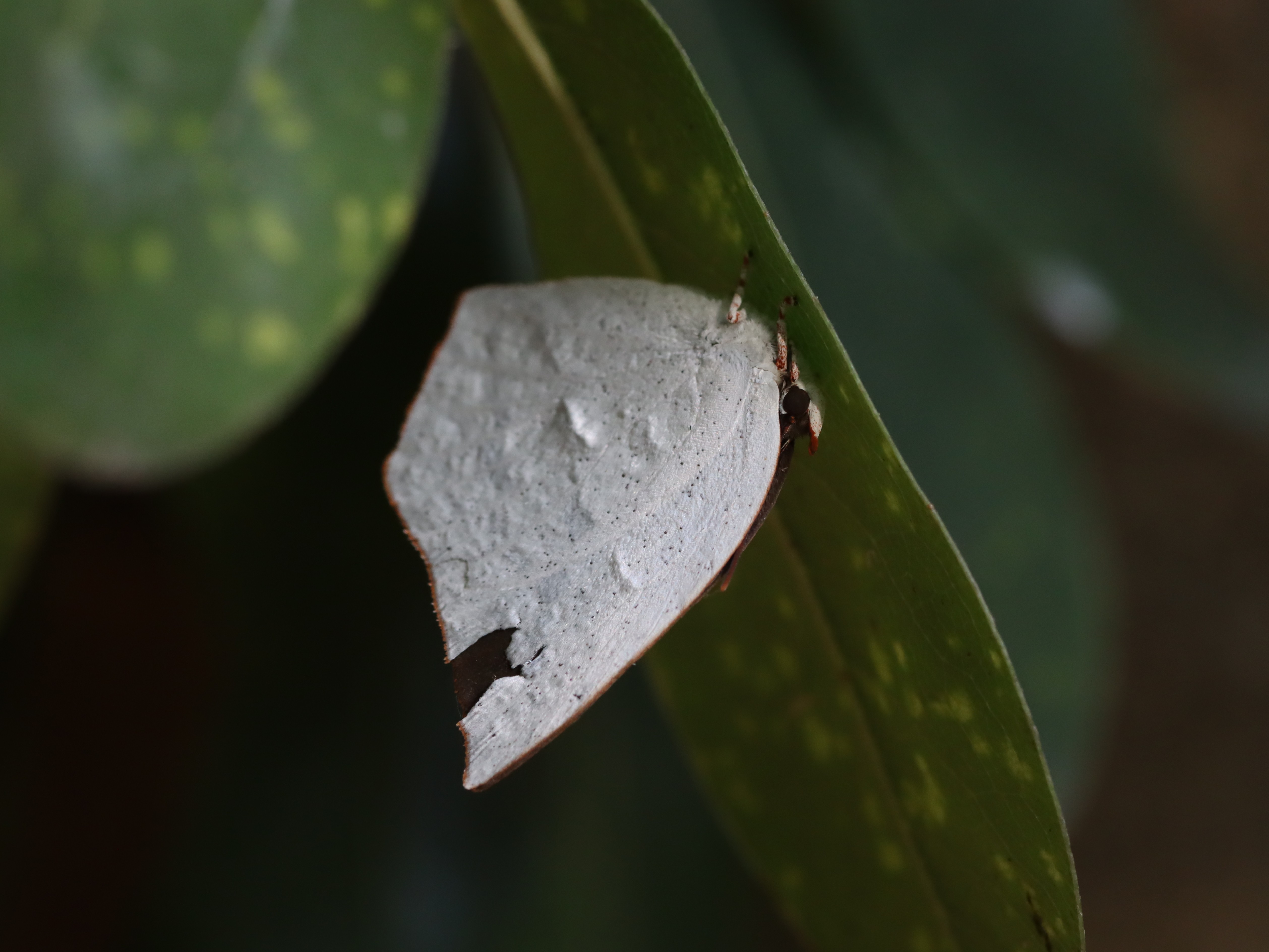 ウラギンシジミ